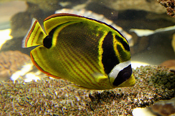 Raccoon Butterfly Fish, fish, raccoon, water, butterfly HD wallpaper