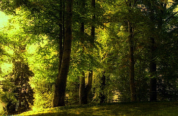 Lost in Forest, trees, woods, forest, dense HD wallpaper