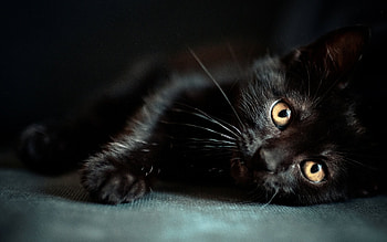 Animals, Cats HD wallpaper