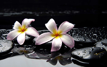 Hawaiian plumeria flower, Exotic paradise, Vibrant floral scene, Tropical allure HD wallpaper