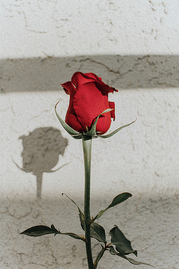Flowers, Rose Flower, Rose, Bud, Stem, Stalk HD phone wallpaper