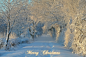 Merry Christmas!, winter, trees, nature, snow HD wallpaper