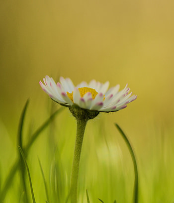 Daisy, bud, portrait HD phone wallpaper