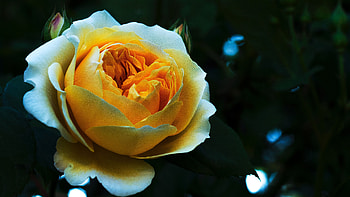 Flowers, Rose Flower, Rose, Petals, Bud HD wallpaper