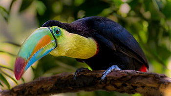 Beak, Toucans HD wallpaper