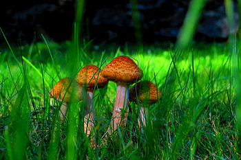 Mushrooms, autum, forest, green HD wallpaper