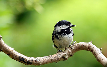Animals, Bird, Wood, Tree, Branch, Small, Petite HD wallpaper