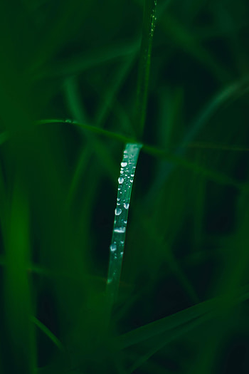 Grass, Drops, Macro, Wet, Dew HD phone wallpaper