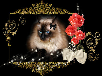 mademoiselle:), rose, and, cat, the, mademoiselle, stars HD wallpaper