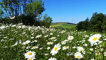 Flower meadow, trees, spring, blossoms, field, sky HD wallpaper