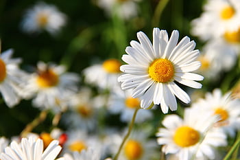 Vivid close-up of white daisies in the sun, showcasing natural beauty and spring vibe. HD wallpaper
