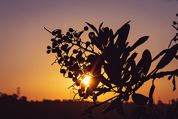 Nature, Sunset, Sun, Rays, Beams, Branch HD wallpaper