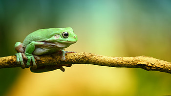 Frog , Animal backgrounds, collection, Nature-themed HD wallpaper