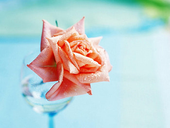 Rose in a Glass, rose, flower, glass, wonderful, orange, water HD wallpaper