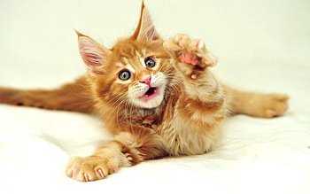Animals, Fluffy, Kitty, Kitten, Paw HD wallpaper