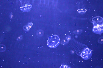 Animals, Water, Jellyfish, Particles, Handsomely, It's Beautiful HD wallpaper
