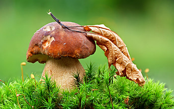 Plants, Autumn, Mashrooms HD wallpaper