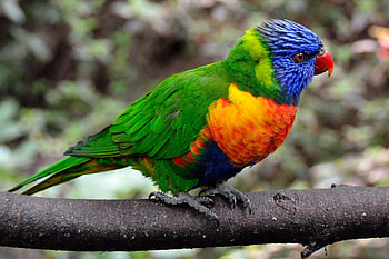 Animals, Parrots, Bird, Multicolored, Motley HD wallpaper