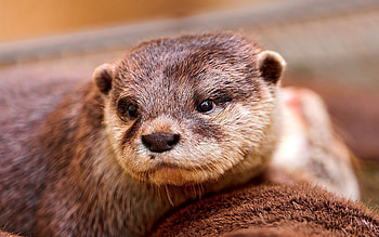 Otter in motion, Whiskers and fur, Graceful swimmers, Natural beauty HD wallpaper