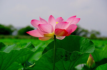 Flowers, Leaves, Lotus, Close-Up, Greens HD wallpaper