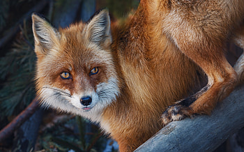 Fox, animal, nature, wild HD wallpaper