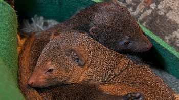 Mongoose background, , Nature's beauty, Animal graphy HD wallpaper