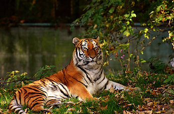 Calm, predator, tiger, wild animal HD wallpaper