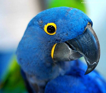Parrot, other, beautiful, animals HD wallpaper