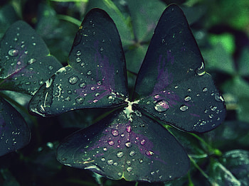 Drops, Macro, Sheet, Leaf, Moisture, Dew HD wallpaper