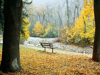 Nature, Trees, Autumn, Park, Bench, Montana HD wallpaper