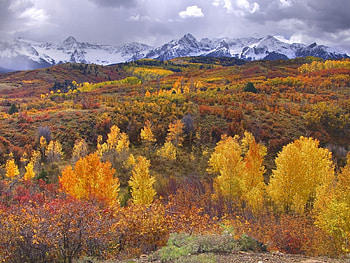 San Juan Color Near Ridgway and Telluride Colorado, landscape, nature, forest HD wallpaper