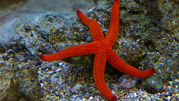 Starfish, Animals, Ocean, Underwater HD wallpaper