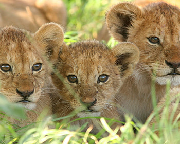 3 Lion Cubs, mane, feline, wild, lion HD wallpaper