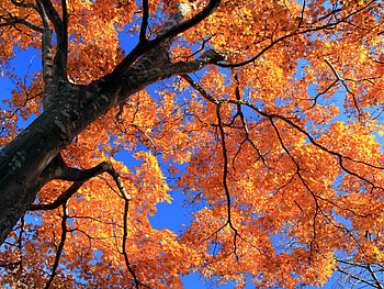 Autumn Shade, fall, colour, orange, tree, season, leaves, yellow, red, branches, leaf, sky HD wallpaper