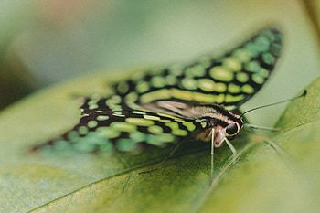 Macro, Eyes, Close-Up, Butterfly HD wallpaper
