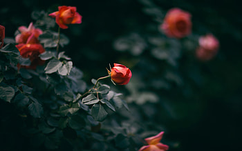 Flowers, Bush, Flower, Rose Flower, Rose, Buds HD wallpaper