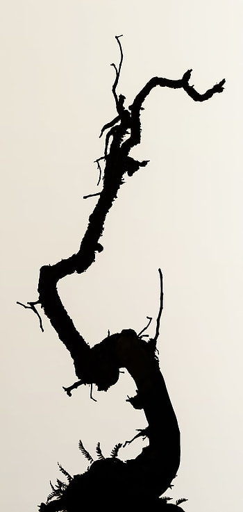 Silhouette, Minimalism, Branch, Bw, Chb HD phone wallpaper