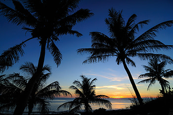 Nature, Sunset, Sea, Palms, Outlines, Tropics HD wallpaper