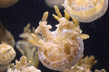 Animals, Jellyfish, Ocean, Underwater World HD wallpaper