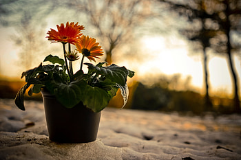 Nature, Flowers, Sunset, Snow, Gerberas, Evening, Pot HD wallpaper