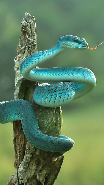 Snake, Serpientes HD phone wallpaper