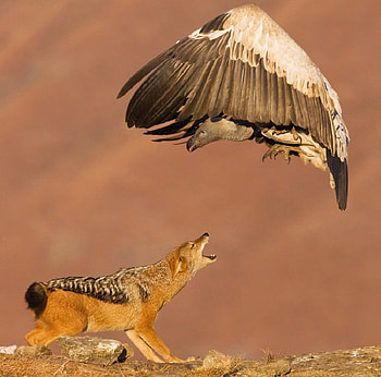 Confrontation, ravenous, fierce, eagle, jackal HD wallpaper