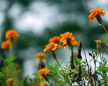 Standing Tall, leaves, flowers, stems, orange HD wallpaper