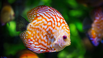 Underwater fish beauty, Captivating , Marine life, Aquatic wonder HD wallpaper