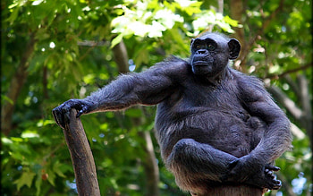 high-quality chimpanzee , PC HD wallpaper