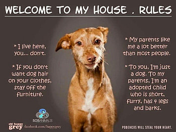 HOUSE RULES, RULES, HOUSE, FUNNY, DOG HD wallpaper