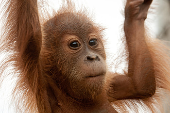 Animals, Monkey, Hands, Fur, Marmoset HD wallpaper