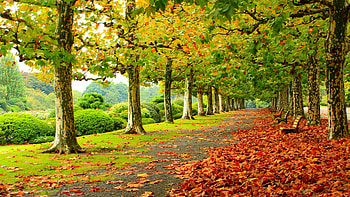 Fall foliage, Nature's beauty, Vibrant colors, Serene atmosphere HD wallpaper