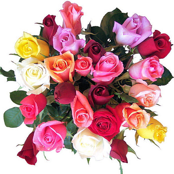 roses, colorful, bouquet, bud HD wallpaper