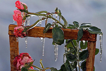 frozen beauty, winter, rose, frozen, cold, nature, flowers, ice HD wallpaper